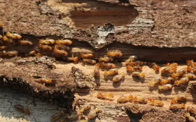 Insectes de boiseries et charpentes – Comment les détecter et protéger votre habitat