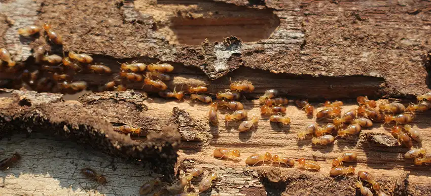 insectes boiseries charpentes